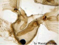 Phylactolaemata - mechovky lophophor podkovovitý tělní stěny mezi zoidy
