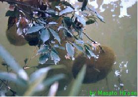 vyschnutí naše běžné druhy: VIDEO Plumatella repens (mechovka plazivá) -