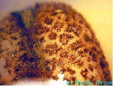 Phylactolaemata - mechovky Cristatella mucedo (mechovka