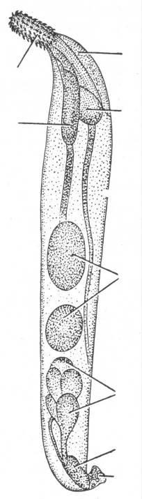lemniskus vajíčka a růžice vaječných buněk proboscis lemniskus pochva rypáčku Macracanthorhynchus hirudinaceus vrtejš