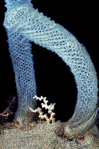 Euplectella aspergillum - houbovec pletený