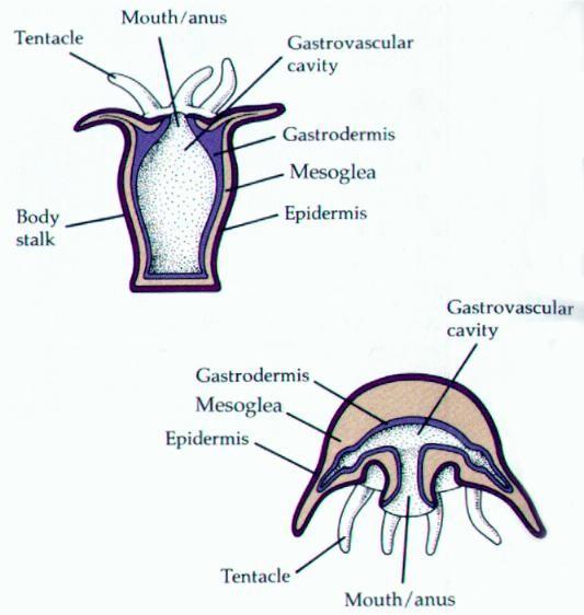 Cnidaria žahavci mořští, některá Hydrozoa osidlují brakické a sladké vody žahavé buňky - knidocyty schopnost regenerace, symbióza s řasami ektoderm, endoderm, mezoglea střídání pohl. a nepohl.