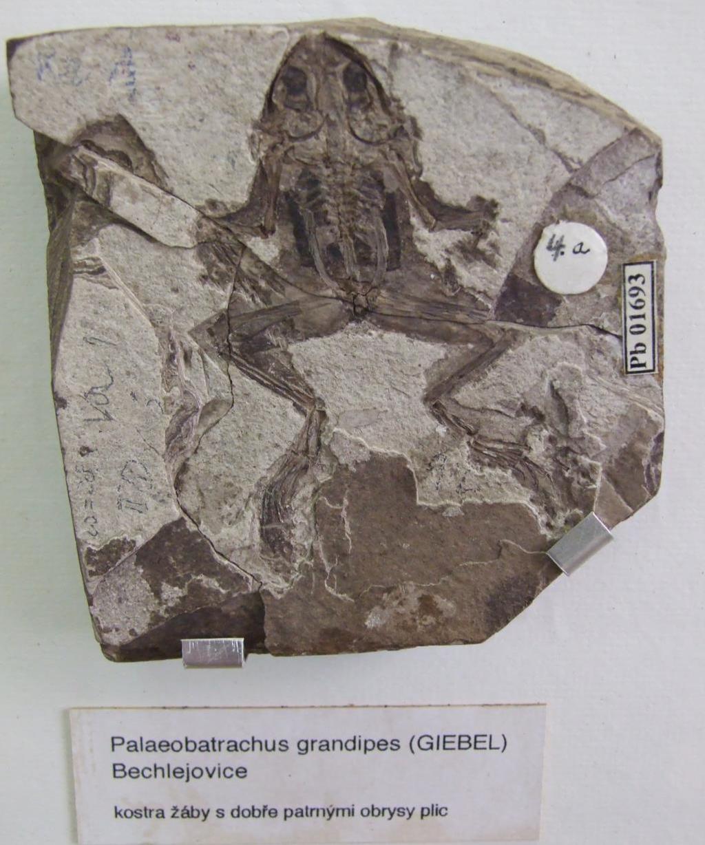 Obr. 8-10. Třetihorní fosilie - pozůstatky žáby z Bechlejovické stěny (foto: Kozuch. Národní muzeum.