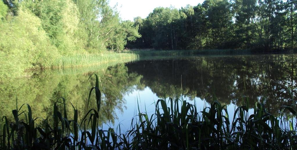 omezeně stolístek klasnatý (Myriophylum spicatum).