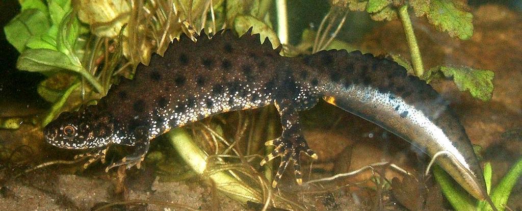 vytváří ideální podmínky pro výskyt předmětného druhu, kterým je vlaskatec tajemný (Trichomanes speciosum). PRÁCHEŇ ZICHT Podloží EVL Prácheň Zicht tvoří nefelinický bazanit a pyroklastika.