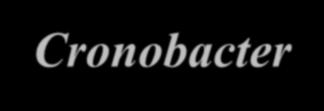 Cronobacter sakazakii Cronobacter (čeleď Enterobacteriaceae): pohyblivé, fakultativně anaerobní, gramnegativní tyčinky, produkující žlutý pigment, rostoucí v širokém rozmezí teplot 6-47 C, opt.