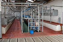 OŠETŘENÍ V PRVOVÝROBĚ Čištění cezení filtrace odstřeďování Chlazení (rychlé na 2-4 ºC) ČSN 570529 Pokud mléko není svezeno do 2 hodin po skončení dojení, chladí se na 4-8