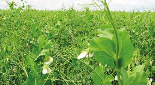 HRÁCH POLNÍ LUMP LUžanský Malý Pěkný žlutosemenný Středně raná odrůda typu semi-leafless registrovaná v ČR v roce 2016, vyšlechtěná firmou Selgen.