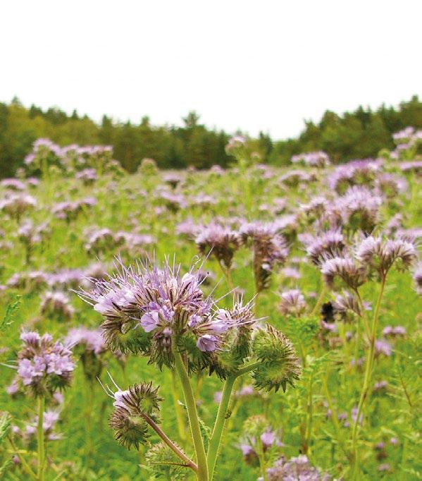 MEZIPLODINY GREENING Ředkev olejná ROMESA velmi robustní rostlina s rychlým vývojem rychle pokryje půdu a svým olistěním zabraňuje růstu plevelů hlavní předností ředkve je optimální prokořenění půdy
