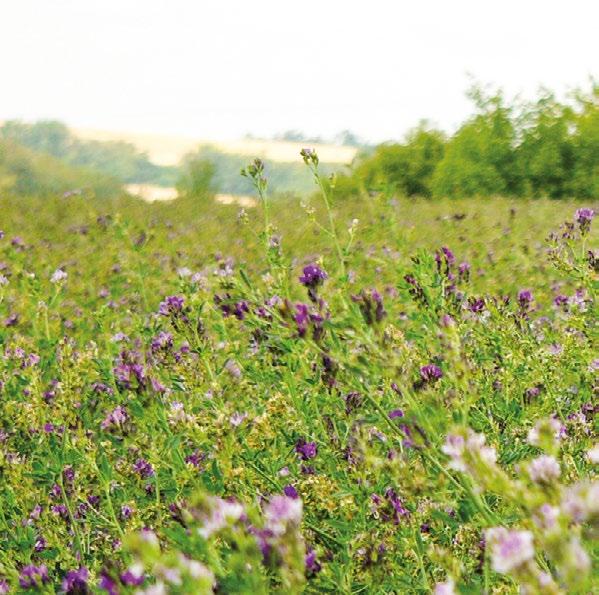 A AGRO-ENVI Nektarodárný biopás Termín objednání do 15. 4.2019.