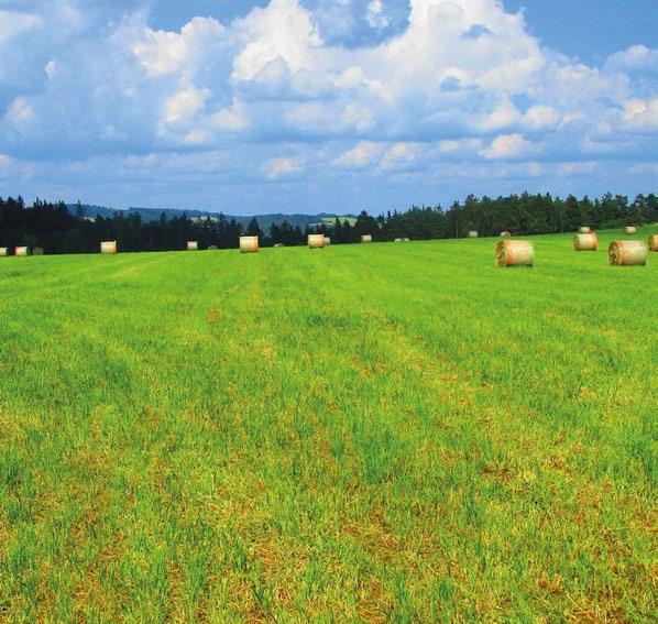 A Směs pro zatravňování drah soustředěného odtoku AGRO-ENVI založení travního porostu nejpozději do 31.