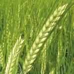 Odrůda má velmi vysoký výnos zrna ve všech zemědělských výrobních oblastech, výnos je tvořen vyšším počtem produktivních stébel při nižší HTZ.