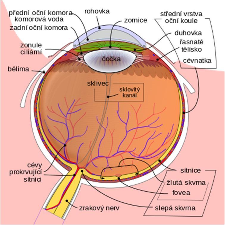 Někdy mohou na sítnici vznikat nové abnormální cévy (porovnání normální sítnice a sítnice s příznaky diabetické retinopatie obr. 3 a 4).