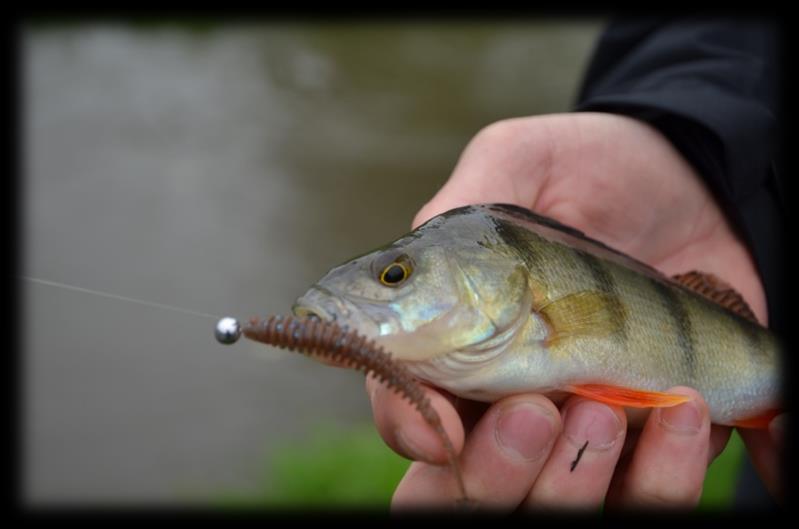 DAIWA-CORMORAN TRADE SHOW NOVINKY PRO ROK 2015 Ondra Dušek Z říjnové Trade Show, určené především obchodníkům, vzniká