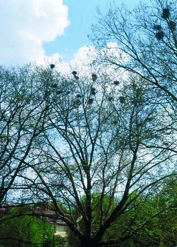 frugilegus), 6 Vrána černá (Corvus corone), 7 Vrána šedá (Corvus cornix), 8 Krkavec velký (Corvus corax)
