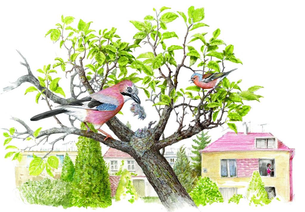 SOJKA OBECNÁ (GARRULUS GLANDARIUS) Původně plachý lesní pták, strážkyně lesa, nebo svým drsným křikem ohlásila každého návštěvníka.