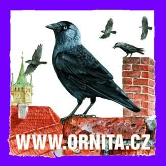 Poslední prázdninový týden se konalo v klubu Národního institutu dětí a mládeže společné setkání organizátorů projektu se zástupci 17 předběžně přihlášených základních škol z Prahy a Středočeského
