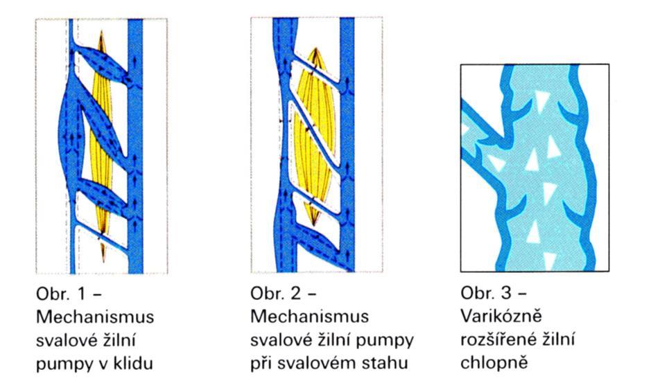 Příloha č.