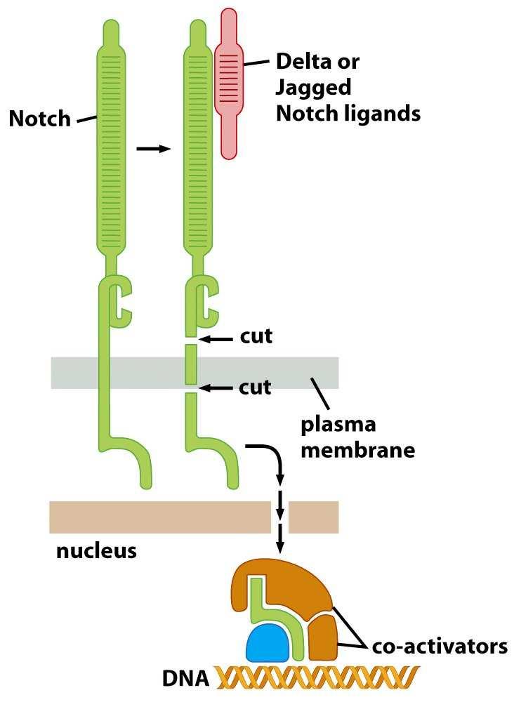 Signální dráha Notch Po vazbě ligandu (Notch L, Delta, Jagged) dojde ke dvěma proteolytickým štěpením receptoru Notch: 1x v extracelulární doméně, 1x v transmembránové doméně.