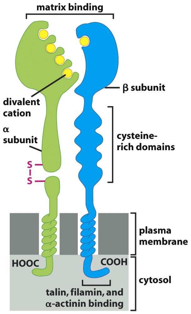 Integrinové receptory Integriny jsou povrchové receptory, které zprostředkovávají (1) buněčnou adhezi k extracelulární matrix a k ostatním buňkám.