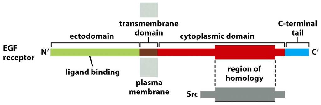 Růstové faktory a RTK receptory RTK receptory: transmembránové glykoproteiny složené z extracelulární, transmembránové a cytoplazmatické domény