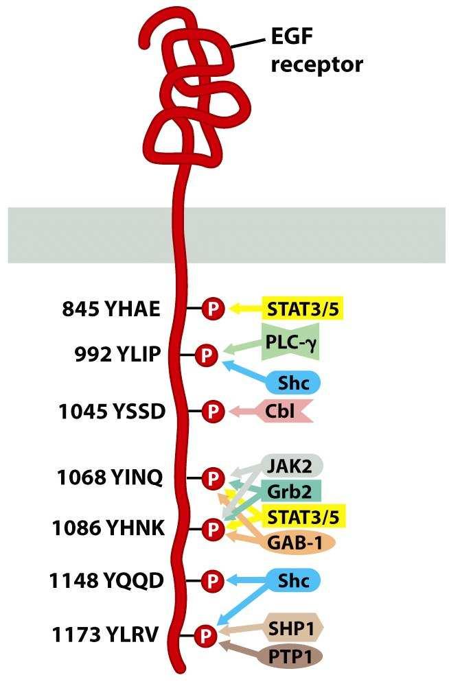Schéma přenosu signálu na EGFR Po vazbě svých specifických ligandů receptory dimerizují (s