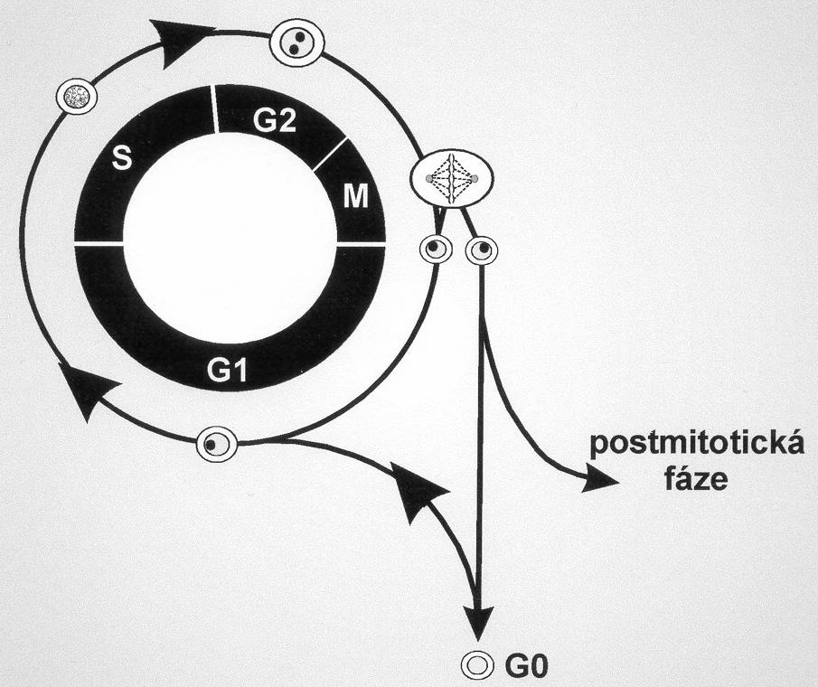 Bod restrikce Mitogenní stimulace navozuje buněčný cyklus Antimitogenní stimulace blokuje buněčný cyklus Buněčný cyklus je závislý na exogenní mitogenní