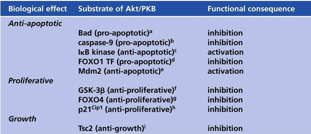AKT/PKB Popsán virový onkogen v-akt, konstitutivně aktivovaná forma. Jedna z nejčastěji aktivovaných proteinkináz u nádorů.