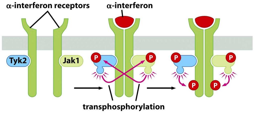 Janusovy kinázy Skupina receptorů významná hlavně v hematopoietickém systému. Také využívají tyrozinové kinázy, tzv.
