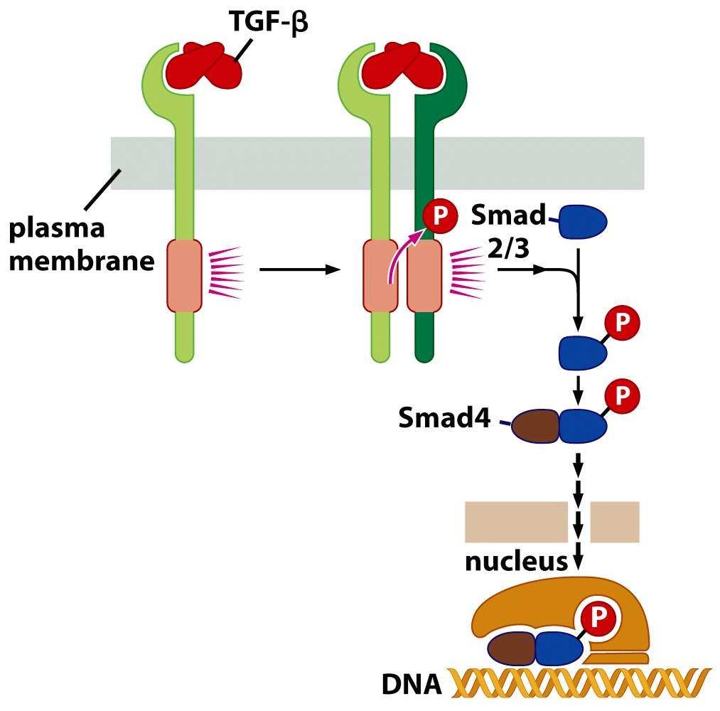 Signální dráha TGF-β Vazba TGF-β k příslušnému receptoru vede k fosforylaci SMAD2 a/nebo SMAD3, ty potom tvoří komplex se SMAD4 a