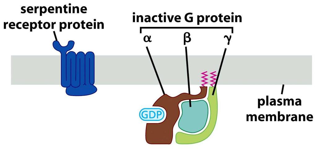Receptory spřažené s G-proteiny (GPCRs) GPCRs tvoří vůbec největší skupinu povrchových receptorů (více než 1000 v savčím genomu představují téměř 5% genů v lidském genomu!). Jsou aktivovány vazbou ligandu.