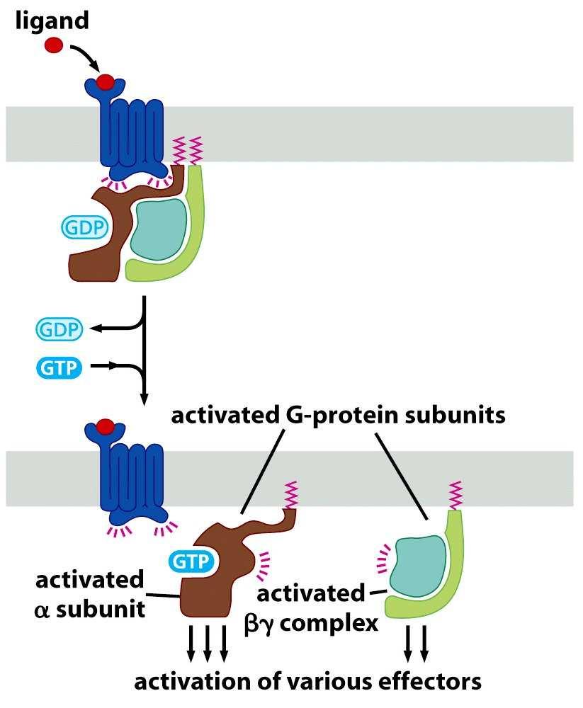 (1) Po aktivaci - vazbě ligandu - receptor interaguje s G- proteinem a katalyzuje výměnu GDP za GTP na podjednotce alfa.