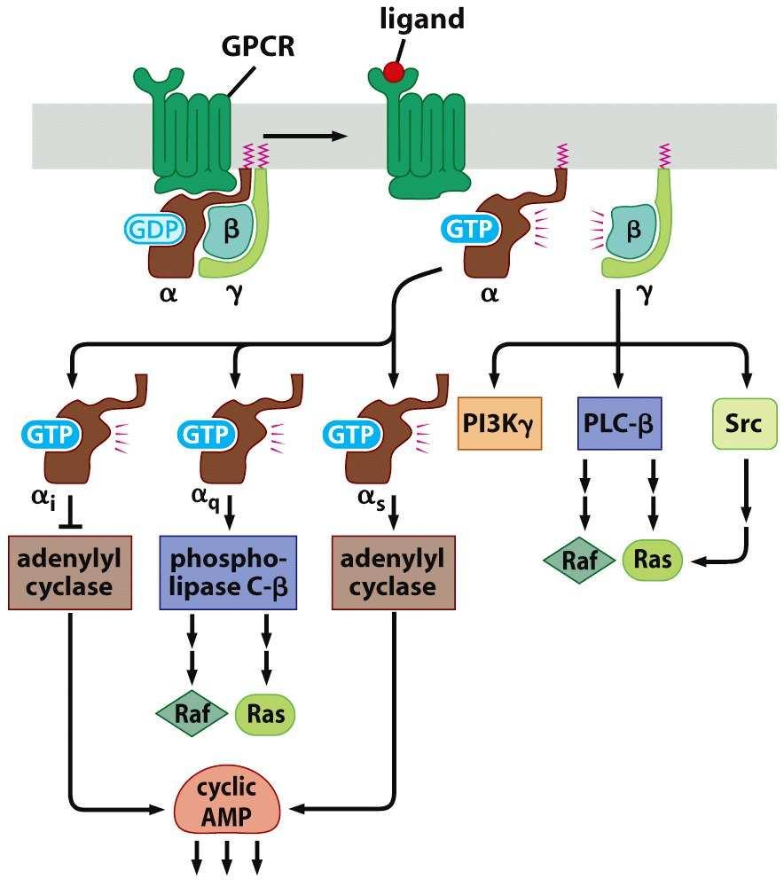 Aktivace GPCRs Disociovaná podjednotka α-gtp aktivuje řadu cytoplazmatických enzymů: adenylátcyklázu (ATP camp) fosfolipázu C-β (štípe