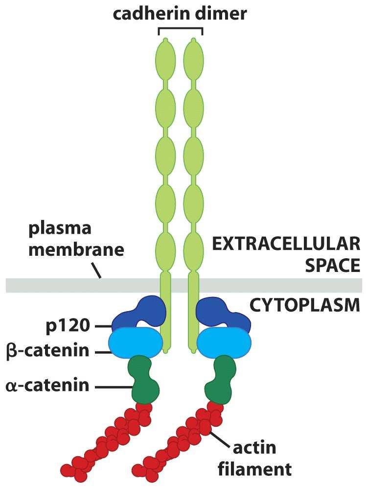Signální dráha Wnt/β-katenin Pro většinu buněk je kaskáda RTK Ras dominantní při zprostředkování odpovědi na mitogenní signály. Ale není jediná.
