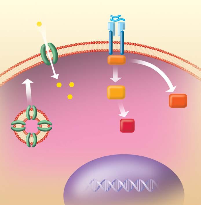 Tab. 1 ZÁKLADNÍ FARMAKOKINETICKÉ PARAMETRY INZULINU GLULISINU absorpce biologická dostupnost F (%) 70 maximální plazmatická koncentrace c max po podání 0,15 U/kg (µu/ml) 82 1,3 ãas dosaïení maximální