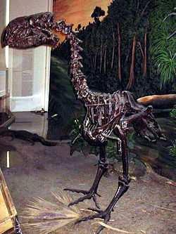 Diatryma (Gastornis) - Měřila na výšku přes 2 m a měla