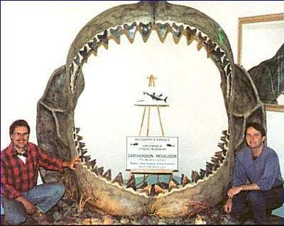 info/2012/02/megalodo n-biggest-shark.