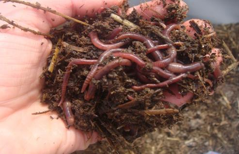 Výklad Vermikompostování je biooxidačním a stabilizačním procesem přeměny biologicky rozložitelných materiálů, pomocí vzájemné interakce přirozené degradační činnosti mikroorganismů, činnosti