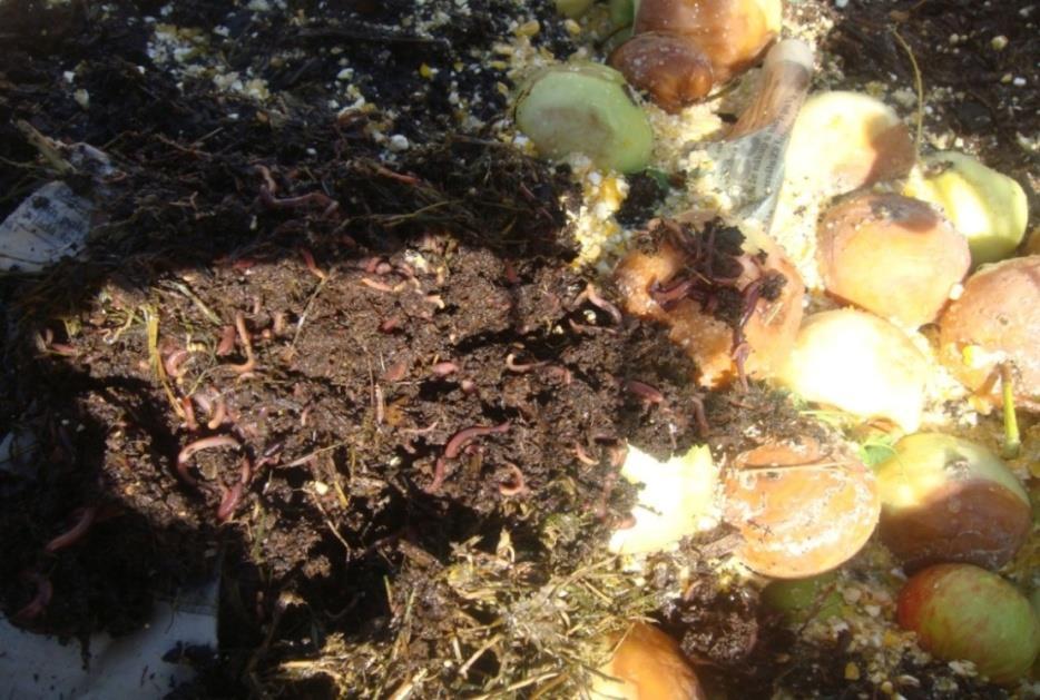 Obr. 26: Vermikompostování směsného bioodpadu. Vermikompost obsahuje vysoké množství huminových látek, výživných látek a také vyšší obsah růstových regulátorů.