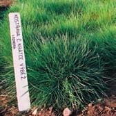 trichophylla) Nízká, jemnolistá vytrvalá tráva Vytrvalost v porostu 68 let (v  Předností je odolnost proti suchu a zimnímu vymrzání