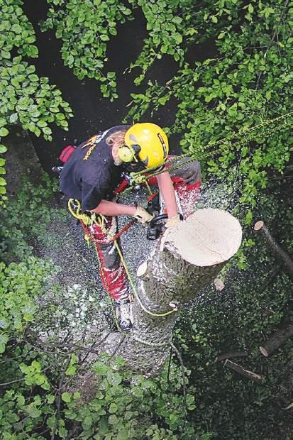 Tech-INFO stromolezectví Arborista - stromolezec je odborník, který ošetřuje stromy ve veřejné zeleni se záměrem udržet je zdravé a ve stavu provozní bezpečnosti.