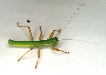 Podřád: Mantophasmatodea mantis kudlanka, phasmatodea strašilky, engl. gladiators or rock crawlers, něm.