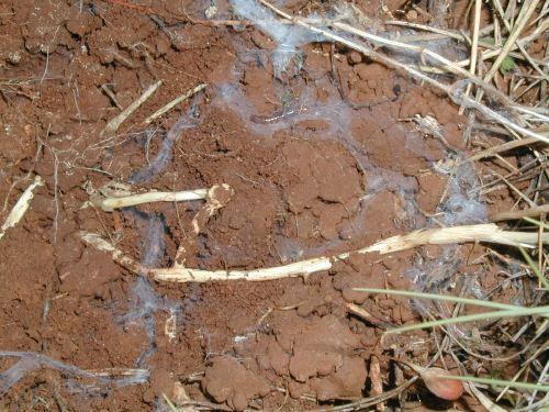 Systém a zástupci: V subtropické a tropické oblasti 800 druhů (3 fosilní), v ČR 0 čeledi Clothodidae (Jižní a Střední Amerika), Embiidae (všude), Notoligotomidae (Austrálie, Indonésie), Embonychidae