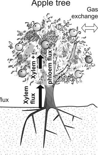 Detekce chloroetenů v dřevní Hypothesis hmotě If soil or groundwater are polluted chemicals will be found in stem, leaves or fruits and may