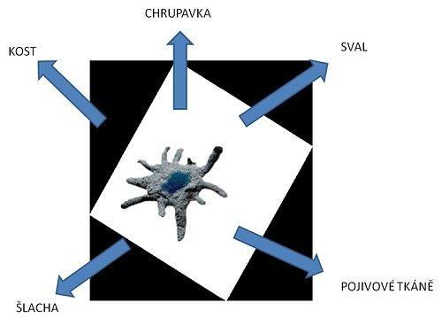 transkripce Shinya Yamanaka) ukázali, že