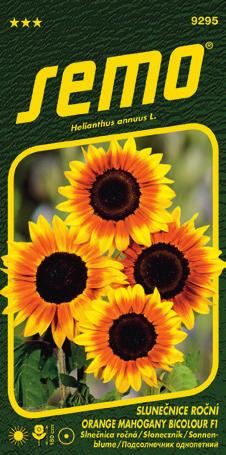 Hlávka je kulovitá, mírně špičatá, s hmotností 0,5 až 1 - velikost výrazně závisí na hustotě výsadby.