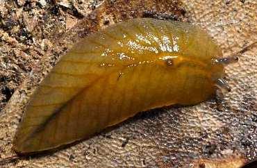 redukce až úplná ztráta ulity se odehrála několikrát nezávisle v mnoha liniích Stylommatophora