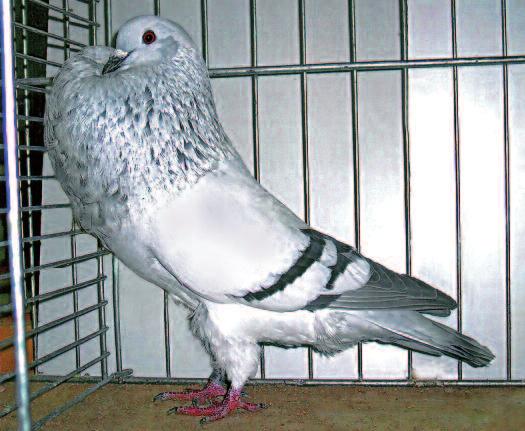 Podvečer krmím směsí pšenice, kukuřice a hrachu a ta je sežrána okamžitě. Čisté krmítko večer je podmínka, která významně omezuje výskyt myší na holubníku.