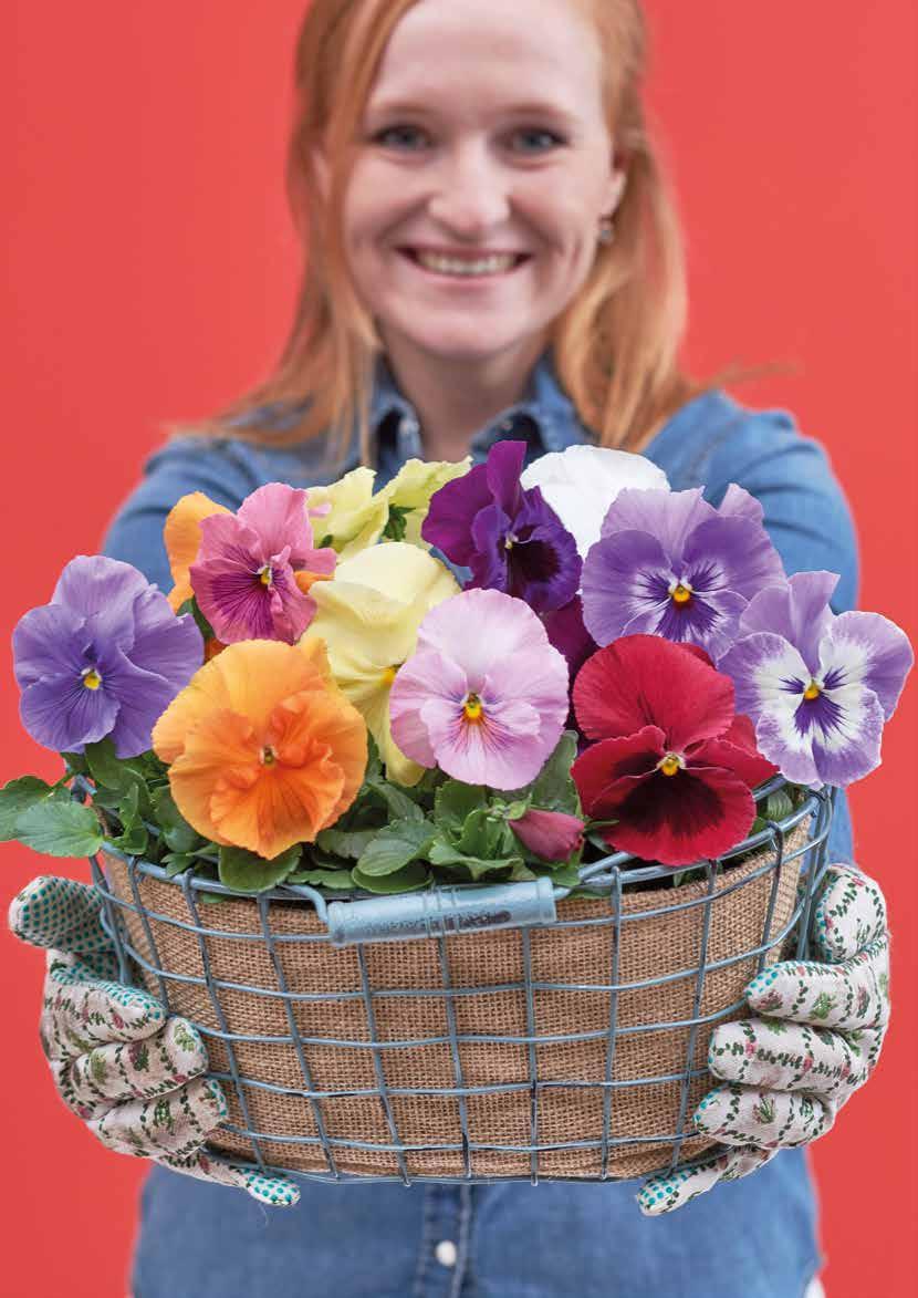 Vyberte testy délky prodejnosti a výkonu na venkovním stanovišti TEST DÉLKY PRODEJNOSTI SPOLEČNOSTÍ FLOWERWATCH ROELOFARENDSVEEN (NL) Tato skupina velkokvětých macešek si získala svoje silné místo na