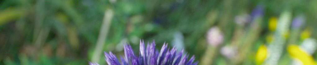 Echinops